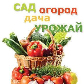 Дзен во саду ли в огороде статистика