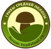 Дзен Это грибы! статистика