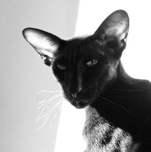 Дзен Котофейкин статистика