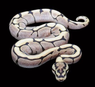 Дзен Самостоятельное изучение Python статистика