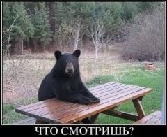 Дзен Губерния вещает статистика