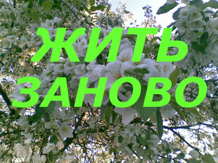 Дзен Жить заново статистика