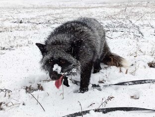 Дзен Наталья Каральская статистика