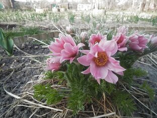 Дзен Мой сад и огород статистика