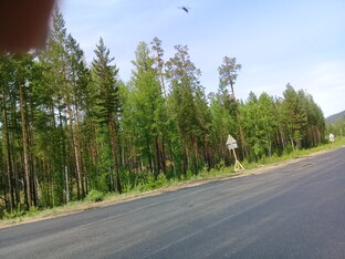 Дзен Подснежник статистика