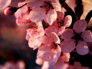 Дзен Алиса Лисова статистика