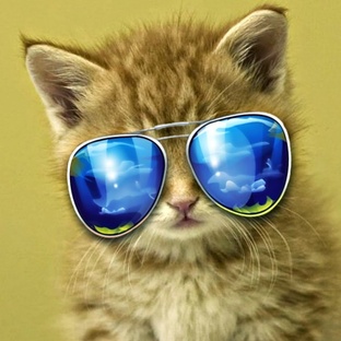 Дзен Мутные Замуты статистика