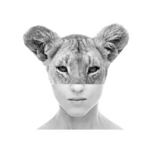 Дзен Всё как у зверей статистика