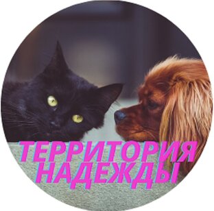 Статистика Дзен Кот и Пёс - Территория Надежды
