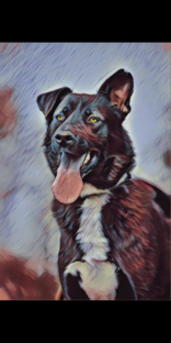 Статистика Дзен Doghouse Team