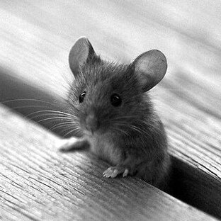 Статистика яндекс дзен Кошки и мышки