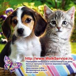 Статистика Дзен walkservice