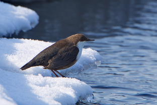 Дзен Дневник Оляпки. статистика
