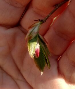 Дзен Лайкисток статистика