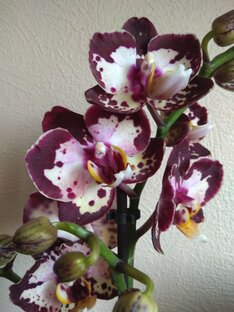 Статистика Дзен Flower Lover