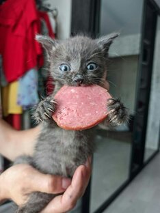 Статистика Дзен Кошкин Дом_73