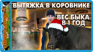 Статистика Дзен В КУРСКОЙ ДЕРЕВНЕ