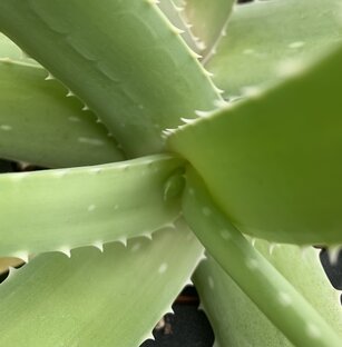 Aloe More