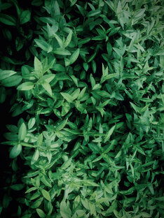 Дзен МЫСЛИ ВСЛУХ статистика