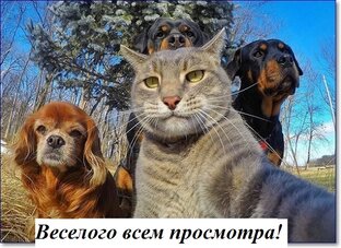 Дзен Смешные Животные статистика