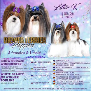 Статистика Дзен Питомник бивер ШансПрованс 