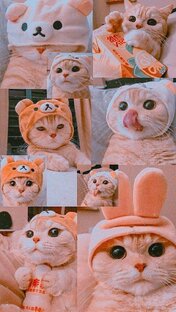 Дзен Cat🐾 статистика