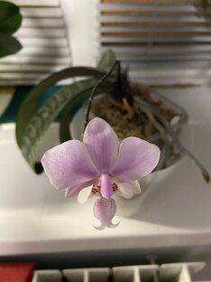 Логотип канала ELENA'S ORCHID HOUSE