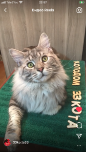 Статистика Дзен КотоДом «33Кота»