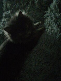 Дзен Серьёзный кот статистика