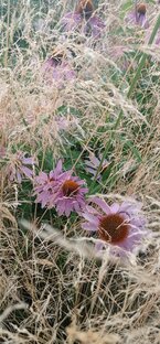 Русские сады