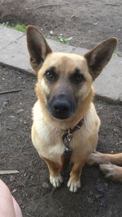 Кожуховский приют С3