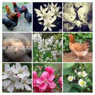 Моя загородная жизнь .