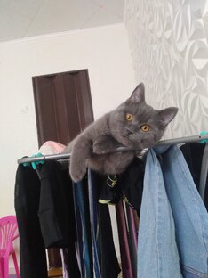 Британский кот Симба. 