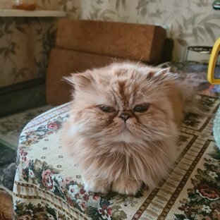 Записки Домовёнка #2