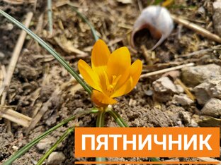 Пятничники.