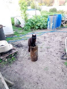 Сибирский кот, приключения и сюжеты из жизни