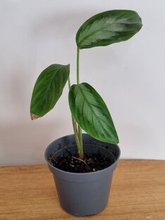 Калатеи, адаптация