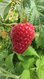 Ягодная ферма