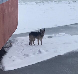 Спасработы на льду