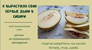 Видеодневник: арбузы и дыни в Сибири.  