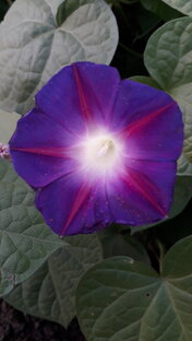 Советы по расшифровке