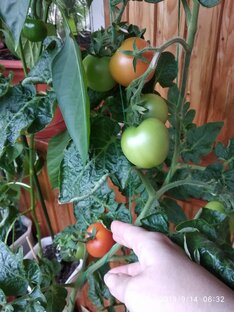 Томатон (помидорки)