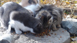 Кошки за окном.