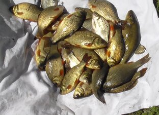 Ловля карася.