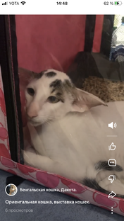 Выставка кошек.
