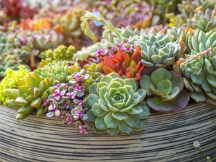 Суккуленты и кактусы