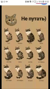 Котики