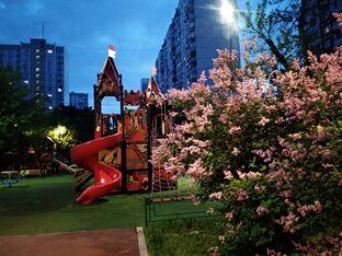Городские цветы