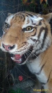 Хабаровский Краеведческий музей им.Гродекова