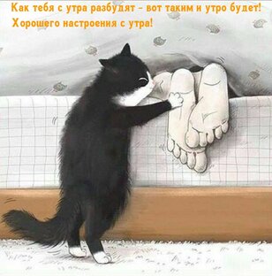 Котики 😍😍😍